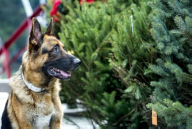 The Christmas Shepherd 2014