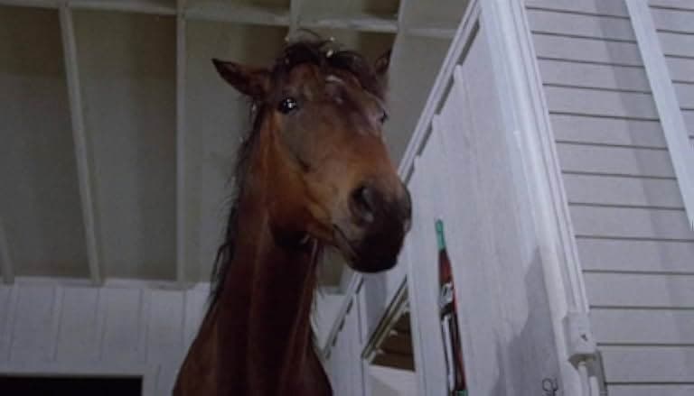 Hot to Trot 1988