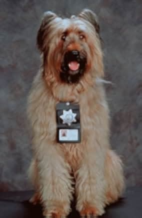 Top Dog 1995