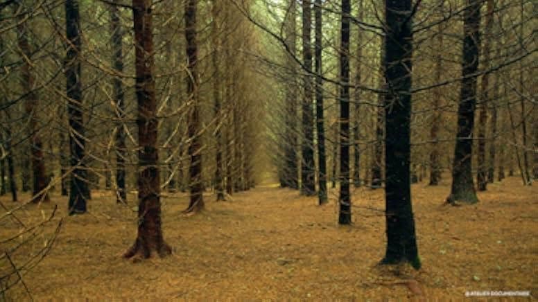 The Time of Forests 2018