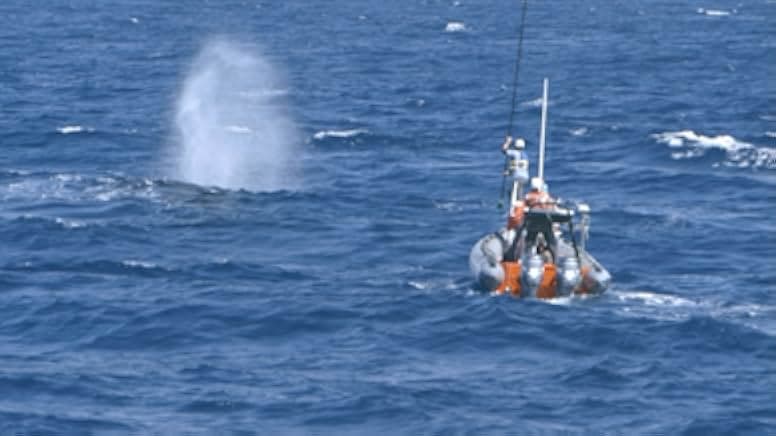 The Loneliest Whale: The Search for 52 2021