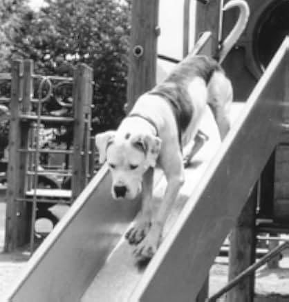 Homeward Bound II: Lost in San Francisco 1996