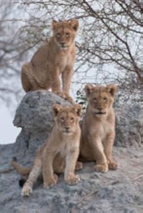 Brothers in Blood: The Lions of Sabi Sand 2015
