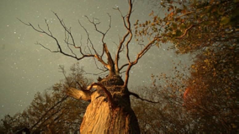 The Hidden Life of Trees 2021