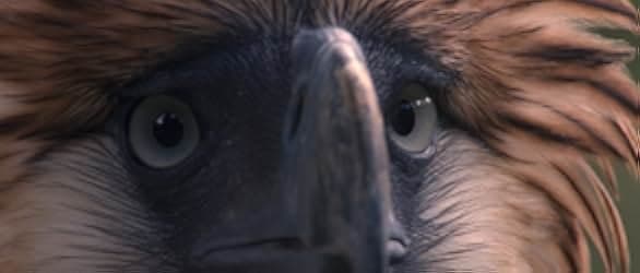 Birdshot 2016