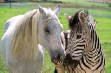 Racing Stripes 2005