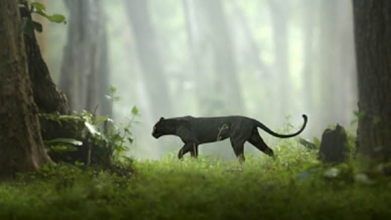 The Real Black Panther 2020
