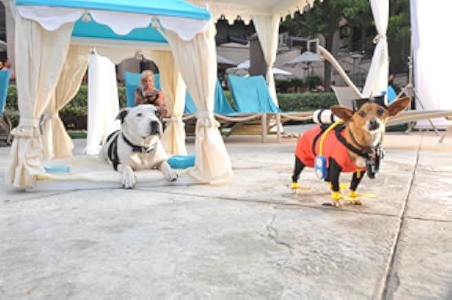 Beverly Hills Chihuahua 3: Viva La Fiesta! 2012
