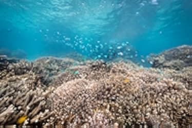 The Map to Paradise 2019