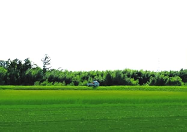 Miracle in a Spiny Bur: The Chestnut Family of Kasama 2018