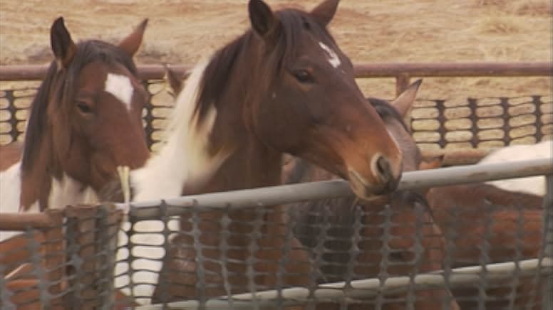 Wild Horse, Wild Ride 2011