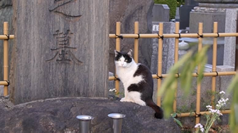 Cat Nation: A Film About Japan's Crazy Cat Culture 2017