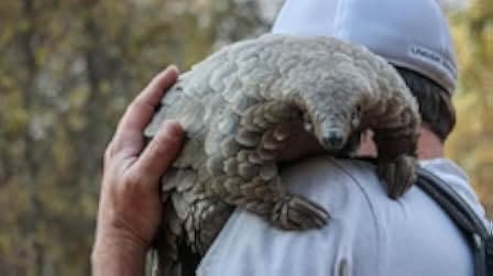 Pangolin: Kulu's Journey 2025