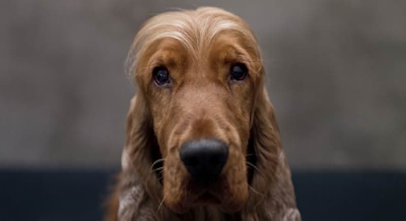 Billy and Buddy 2013