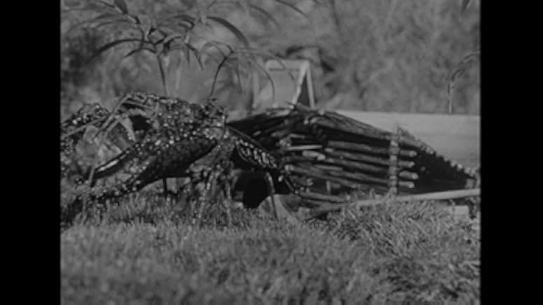 Panther Girl of the Kongo 1955