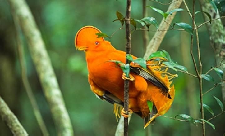 Dancing with the Birds