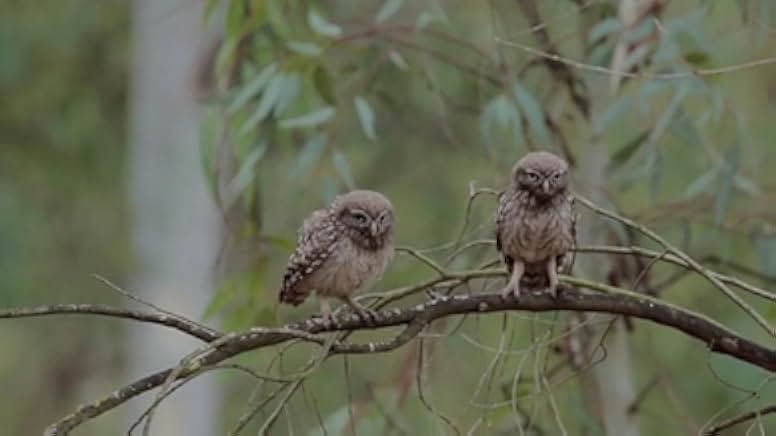 Spring: The Return of Life 2014