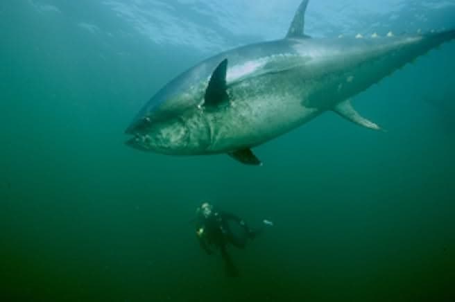 Bluefin 2016