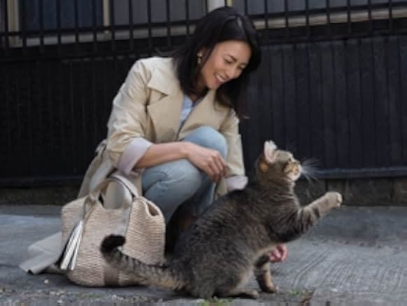 The Island of Cats 2019