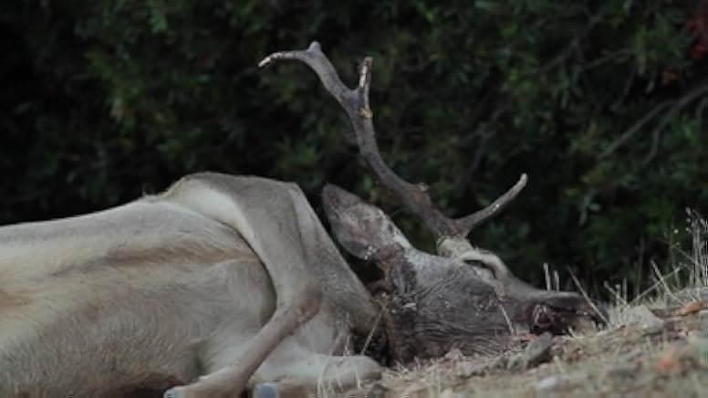 Spring: The Return of Life 2014