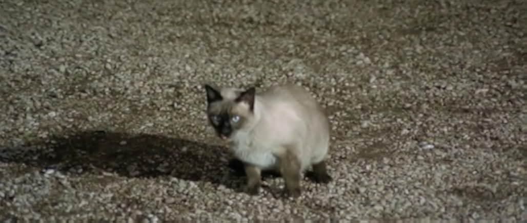 Il lungo, il corto, il gatto 1967