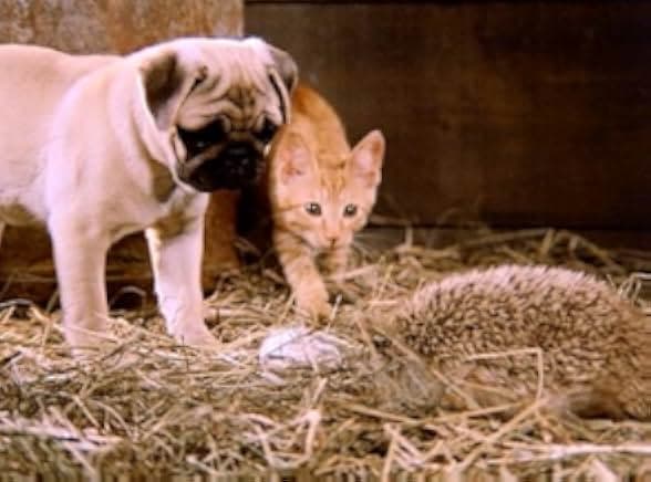 The Adventures of Milo and Otis 1986