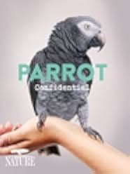 Parrot Confidential 2013