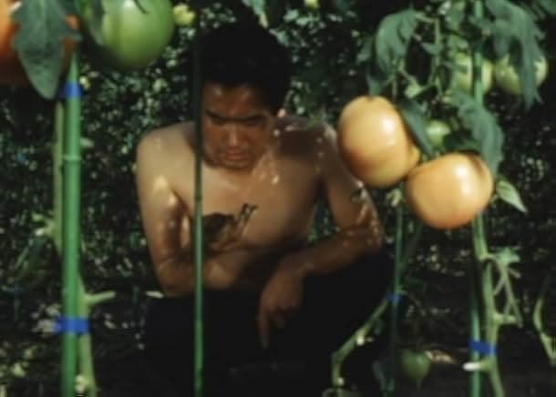 Distant Thunder 1981