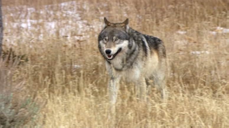 Medicine of the Wolf 2015