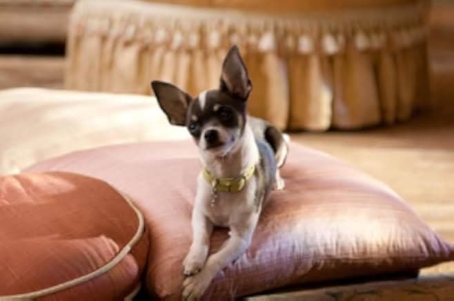 Beverly Hills Chihuahua 2 2011