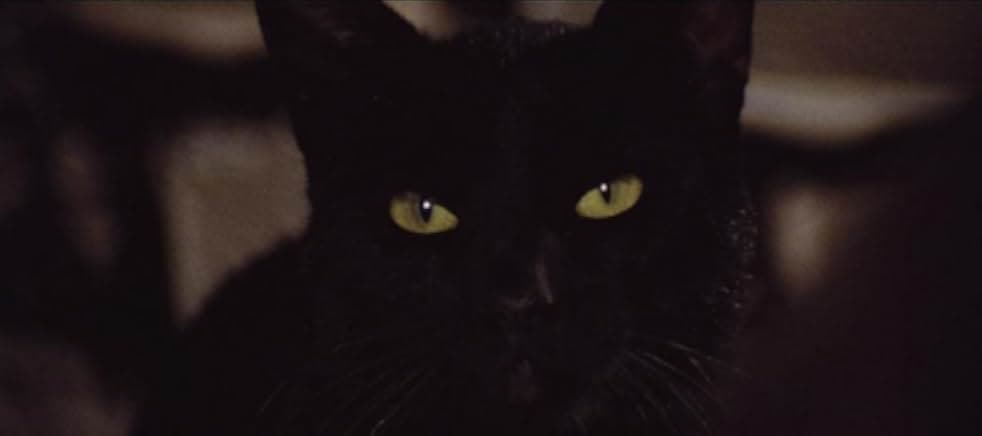 The Black Cat 1984