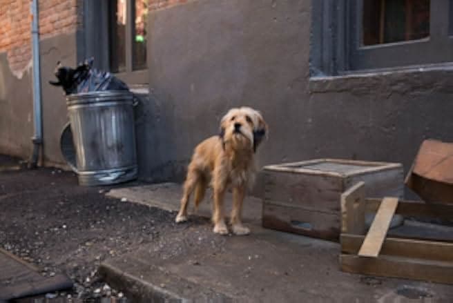 Benji 2018
