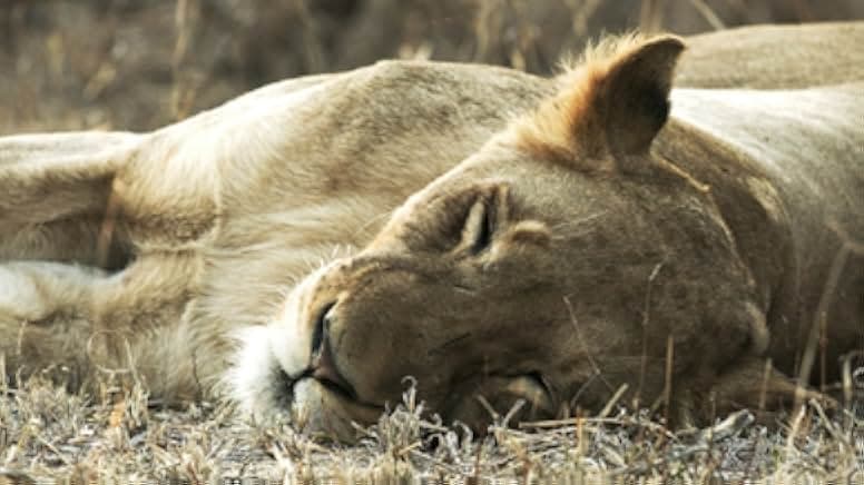 Malika the Lion Queen 2021