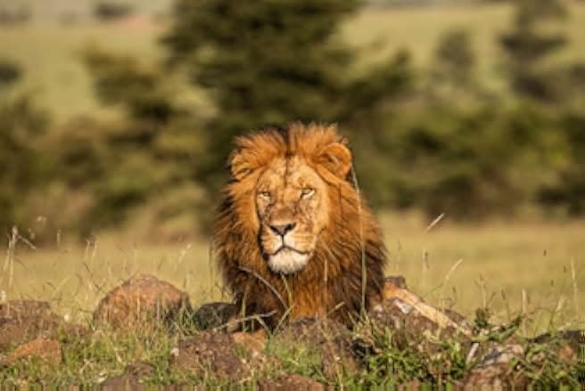 Lion Spy 2021