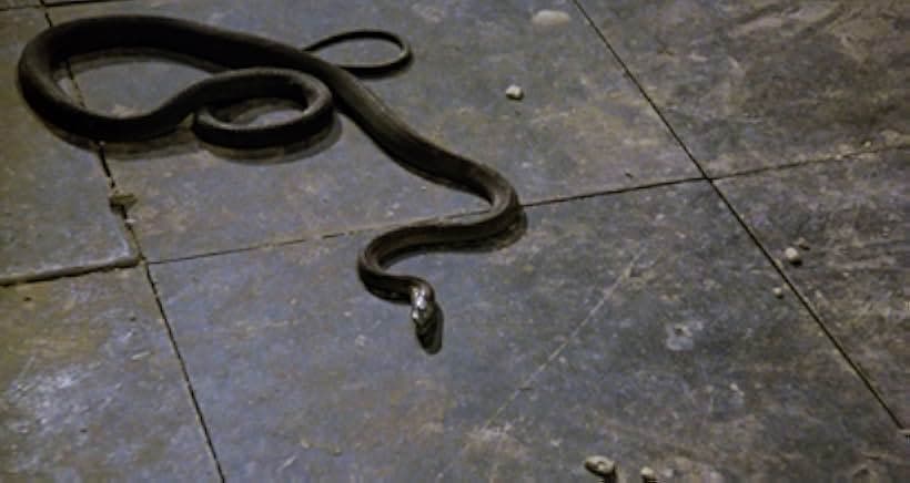 Venom 1981