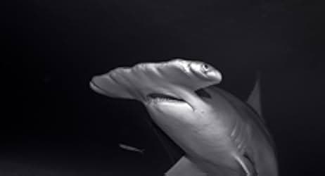Mega Hammerhead 2016