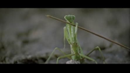 Shaolin Mantis 1978