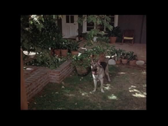 Devil Dog: The Hound of Hell 1978