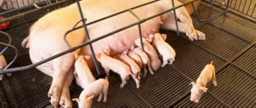 Cowspiracy: The Sustainability Secret 2014