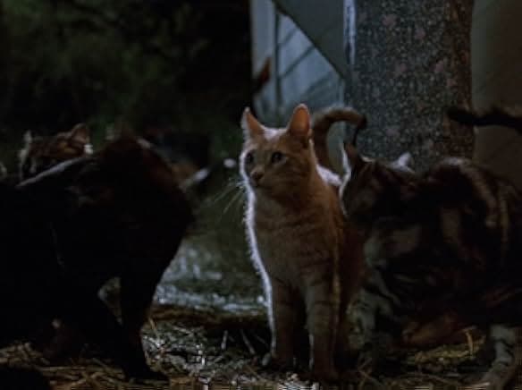 Strays 1991