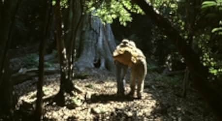The Mourning Forest 2007