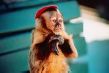 Monkey Trouble 1994