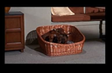 The Ugly Dachshund 1966