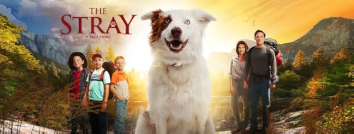 The Stray 2017