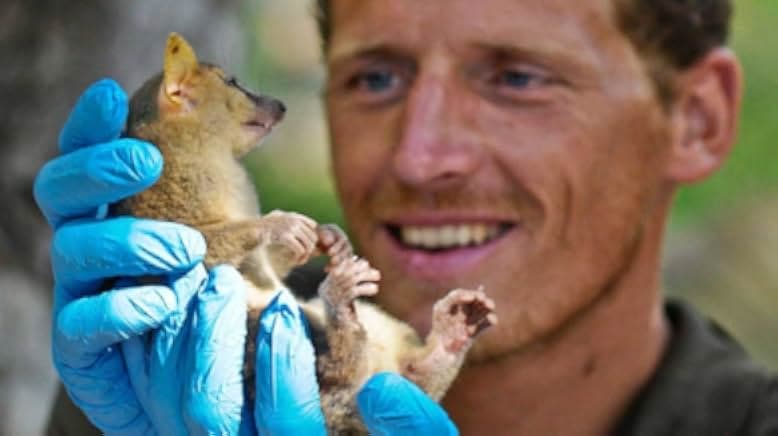 Madagascar: The Lost Makay 2011