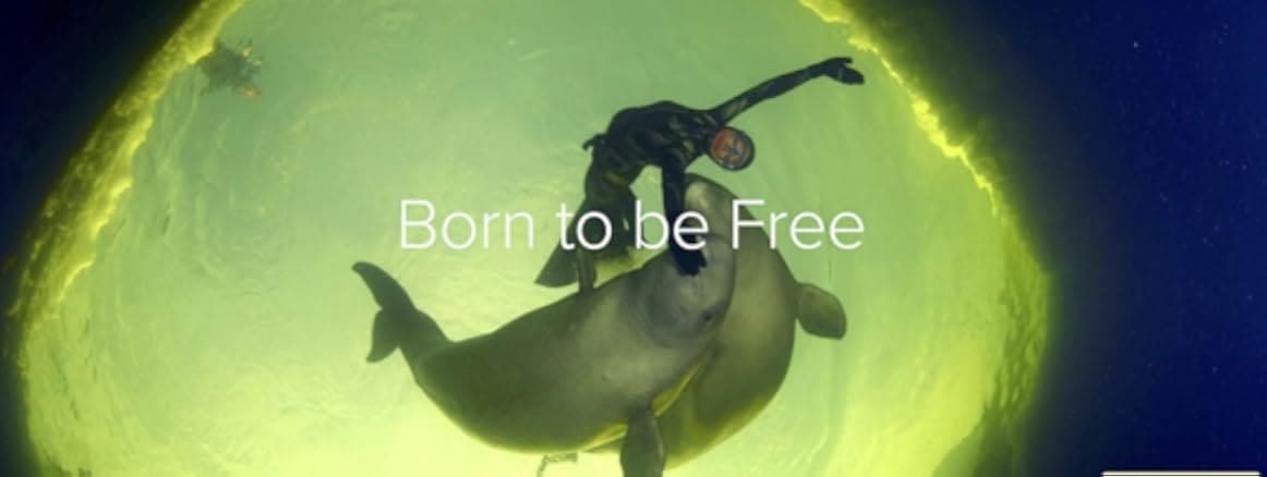 Born to Be Free 2016