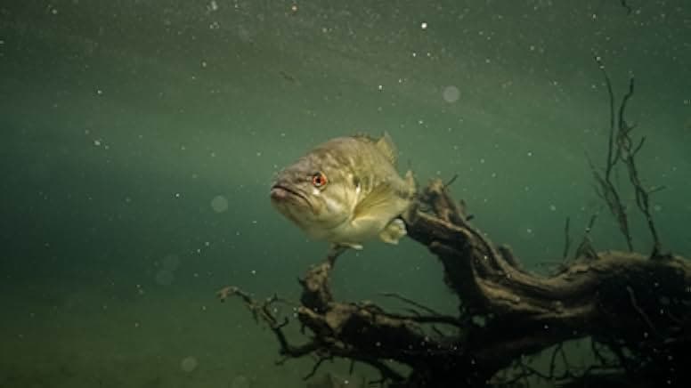 Deep in the Heart: A Texas Wildlife Story 2022