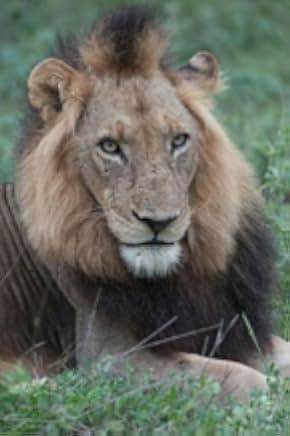 Brothers in Blood: The Lions of Sabi Sand 2015