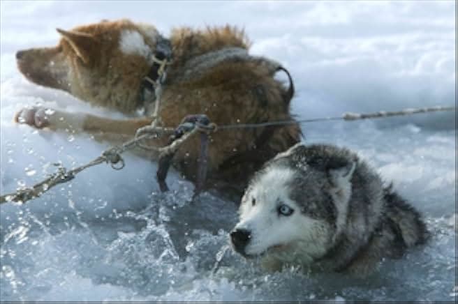 The Last Trapper 2004