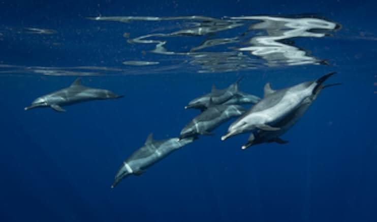 The Map to Paradise 2019